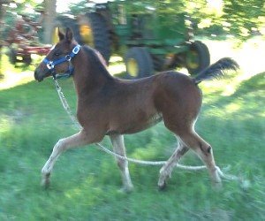 Purebred Arabian filly