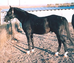 Danzel Black Purebred Arabian gelding