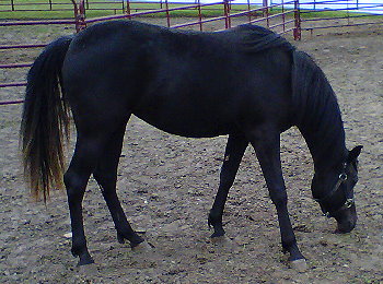 Djaja purebred black Arabian mare
