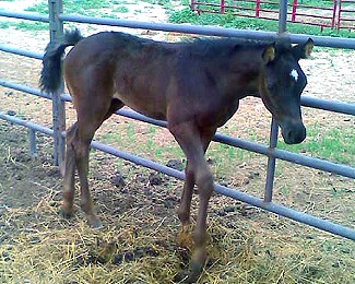 DJAJA Black Purebred Arabian Horse