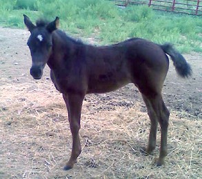 DJAJA Black Purebred Arabian Horse