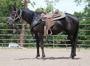 Djana under saddle training