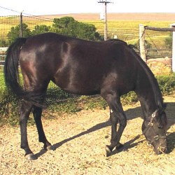 Djana Black Arabian Mare