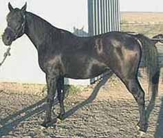 Purebred Arabian Mare for sale