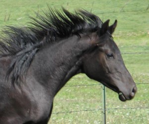 Djazi purebred Arabian colt