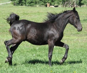 Djazi purebred Arabian colt