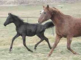 Djana black Arabian horse