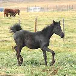 Black Arabian filly