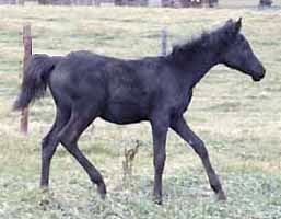 Purebred Arabian Mare for sale