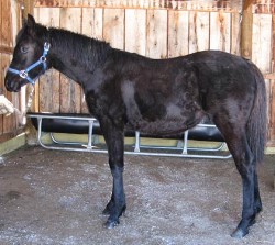 DJAZI Purebred Arabian