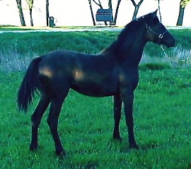 Homozygus Black Arabian Stallion