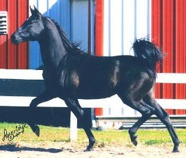 pure Polish Arabian Stallion