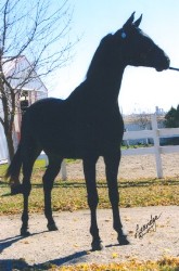 Arabian Black Stallion
