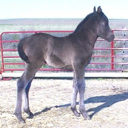 Purebred Arabian Colt stallion