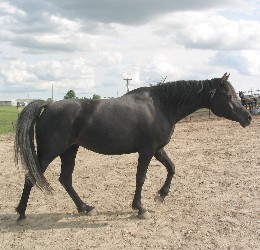 Klassi a Purebred Black Arabian mare