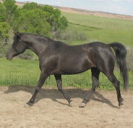 Klassi is a beautiful purebred Arabian mare