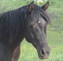 Klassi a purebred black Arabian mare