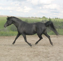 Klassi at a trot