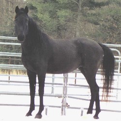 Latte Witez BA black arabian mare