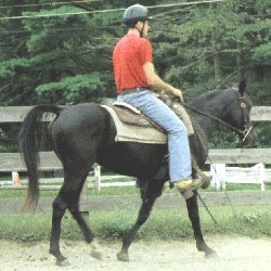 Latte with trainer mounted.