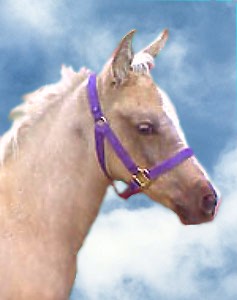 Lodin Arabian, Spanish Mustang cross