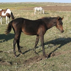 Lucy purebred Arabian Filly black bay