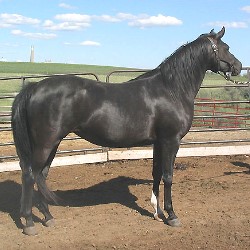Arabian black mare