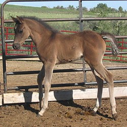 Malan Black Arabian colt