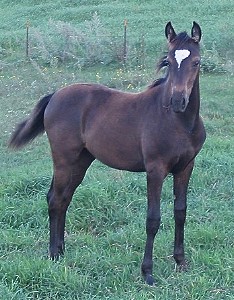Purebred Arabian Colt stallion