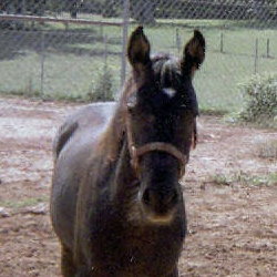 Purebred Arabian filly