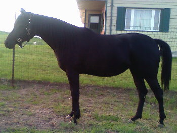 Solo purebred black Arabian filly