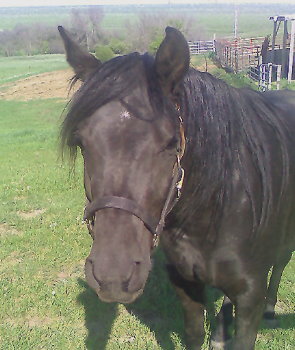 Angyl Witez BA Purebred Black Arabian Filly