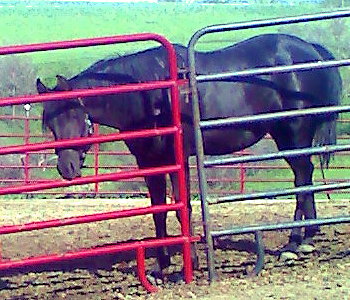 Angyl Witez BA Purebred Black Arabian Filly