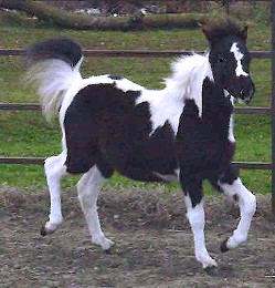 Bruelle Shetland Pony