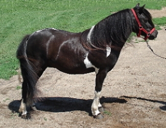 Carisma Shetland Pony Mare