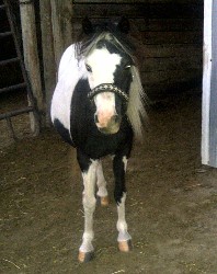 Juliet Shetland Pony