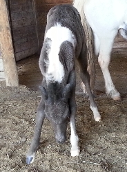 Midnite 1 day old