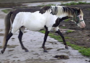 Silver Shetland Pony