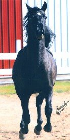 Homozygus Black Arabian Stallion