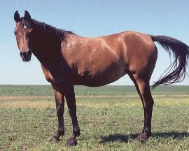 Epilogia, dam of Eopolus